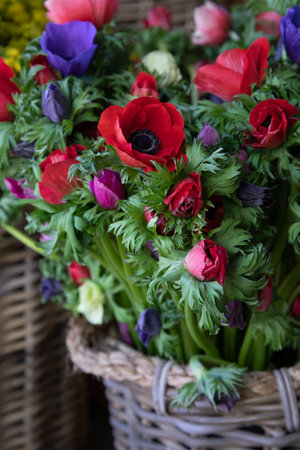 Fresh cut bright bouquets of Anemone coronaria, poppy anemone or windflower at the greek garden shop in spring.の写真素材