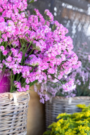 Pink limonium sinuatum or statice salem flowers fresh cut at the greek garden shop in spring.の写真素材