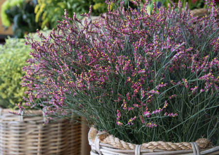 Wicker basket full of fresh cut pink Limonium platyphyllum flowers or florists sea lavender in spring garden shop.の写真素材