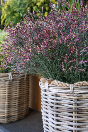 Wicker basket full of fresh cut pink Limonium platyphyllum flowers or florists sea lavender in spring garden shop.の写真素材