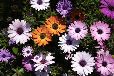 Beautifully blooming Dimorphoteca or African daisies in purple and orange colors - floral background.の写真素材
