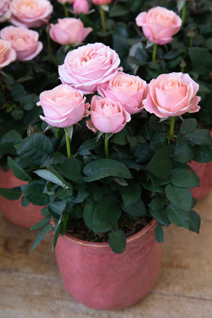 Beautiful pink roses potted at the greek flower garden shop in spring.の写真素材