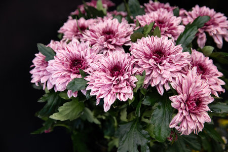 Fresh cut pink Chrysanthemums for sale in florists shop.の写真素材