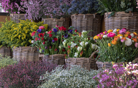 Variety of beautiful spring flowering plants at the greek garden shop in spring.の写真素材
