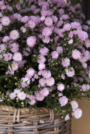 Fresh cut beautiful light pink Aster flowers at greek garden shop in spring.の写真素材