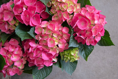 Pink hydrangea or Hydrangea macrophylla in spring - floral background.の写真素材