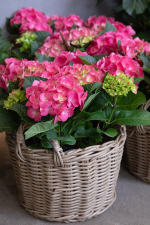 Pink hydrangea or Hydrangea macrophylla potted at garden shop in spring.の写真素材