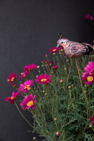 Magenta Dimorphoteca or African daisies with small decorative bird on the black background - copy space.の写真素材