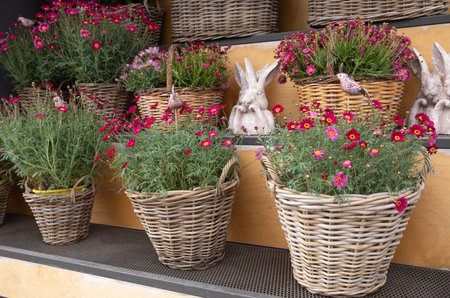 Beautifully blooming Dimorphoteca or African daisies in magenta color potted outdoor of the greek garden shop in spring.の写真素材