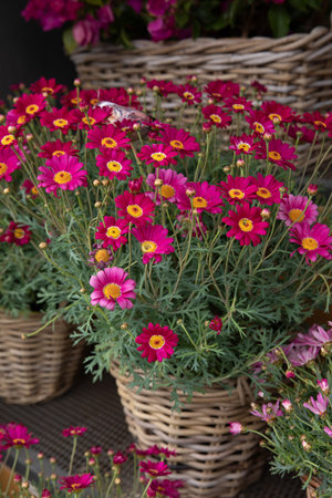 Beautifully blooming Dimorphoteca or African daisies in magenta color potted in the greek garden shop - springtime.の写真素材