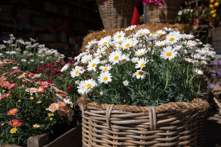 Blooming daysies Leucanthemum vulgare outdoor of the greek garden shop in springtime.の写真素材