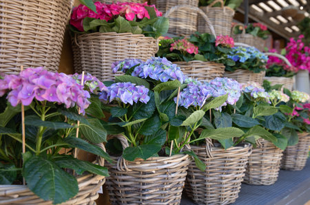 Beautiful hydrangea or Hydrangea macrophylla potted at garden shop in spring for sale.の写真素材