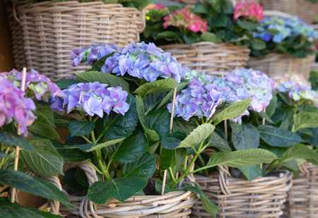 Blue hydrangea or Hydrangea macrophylla potted at garden shop in spring for sale.の写真素材