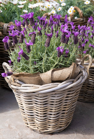 Blooming lavender potted in basket for sale at greek garden shop in spring.の写真素材