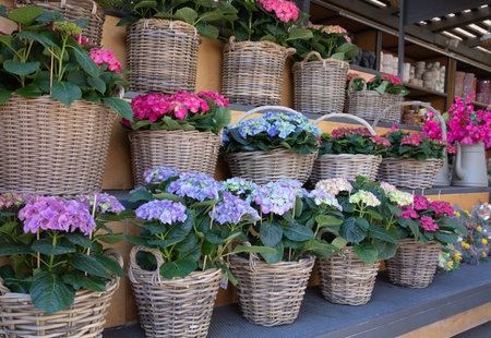 Variety of hydrangea or Hydrangea macrophylla potted at garden shop in spring for sale.の写真素材