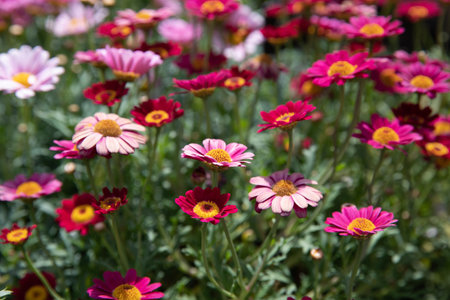 Beautifully blooming Dimorphoteca or African daisies magenta color flower bed in spring.の写真素材