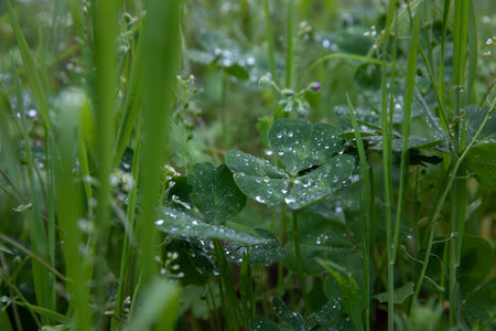 Exploring springtime beauty in nature with droplets on fresh clover leaves and vibrant shamrock greenery set against a cheerful spring backgroundの写真素材