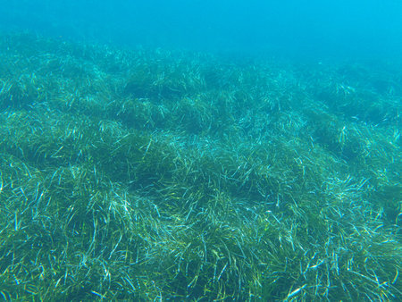 Exploring underwater realms with sea diving in clear seawater showcasing vibrant aquatic grass and marine lifeの写真素材