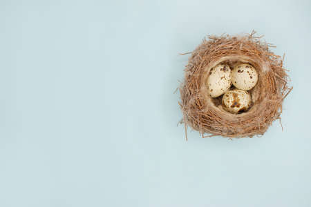 Happy Easter. Beautiful colorful quail eggs in bird nest on light blue background, close up. Copy space for text, flat lay. Minimal Easter composition. Springtime.の写真素材