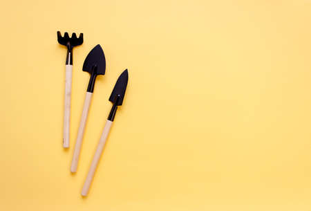 gardening tools and houseplant on color background. copy space.