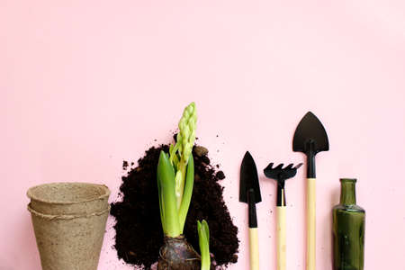 Gardening Tools and Plants. Spring Garden Works Concept. Copy space.の写真素材