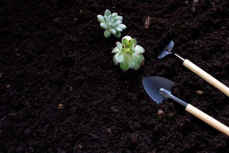 Gardening Tools and Plants. Spring Garden Works Concept. Copy space.