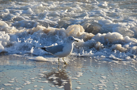 Seagull on the beach in front of wavesの写真素材
