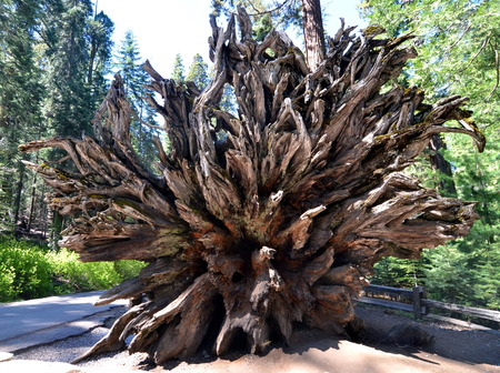 Fallen sequoia tree in Yosemite National Park, California, USAの写真素材