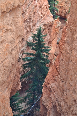Bryce Canyon National Park, USAの写真素材