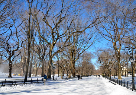 Central Park in the winter, Manhattan, New York City, USA.の写真素材