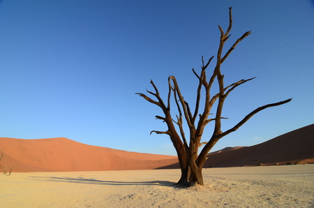 Dead Vlei in Namib desert, Namibia, Africaの写真素材
