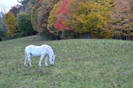 Beautiful White Horseの写真素材