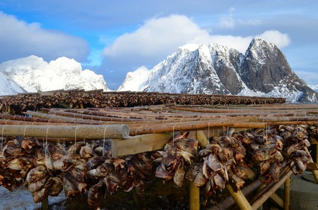 Drying of stockfish on Lofoten islands in Norway during the winterの写真素材