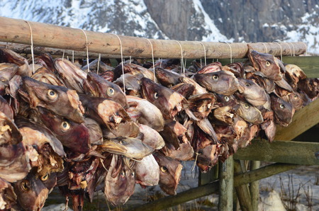 Drying of stockfish on Lofoten islands in Norway during the winter