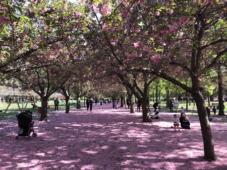 New York City - May 4, 2018: Brooklyn Botanic Garden.のeditorial素材