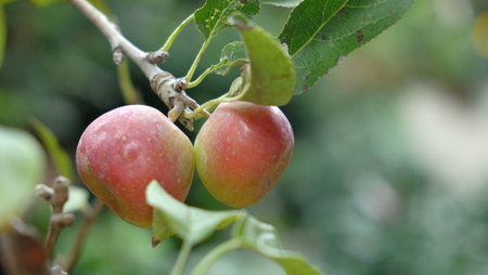 apple tree  pot cultureの写真素材