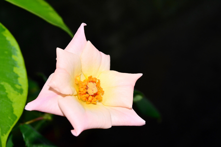 Rose and her stamen.の写真素材