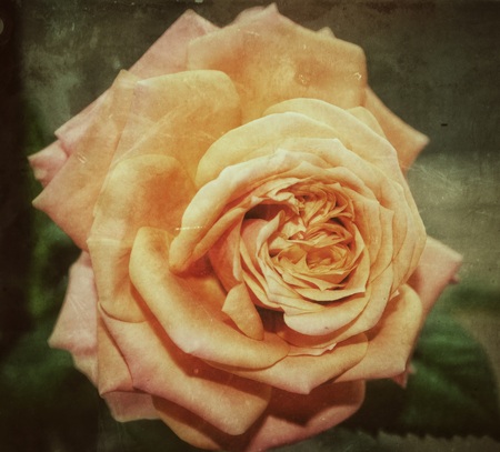 Macro rose in retro style. Orange rose as close and photographed. You can easily view and its core rose petals close to a lot of beautiful.の写真素材