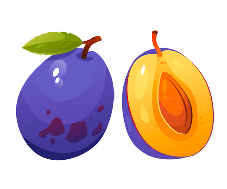 Vector illustration of a plum on a white background. Juicy fruit with a stoneのイラスト素材