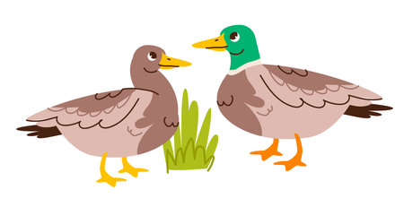 Cute duck and drake isolated on white background. Kids vector illustration of farm poultryのイラスト素材