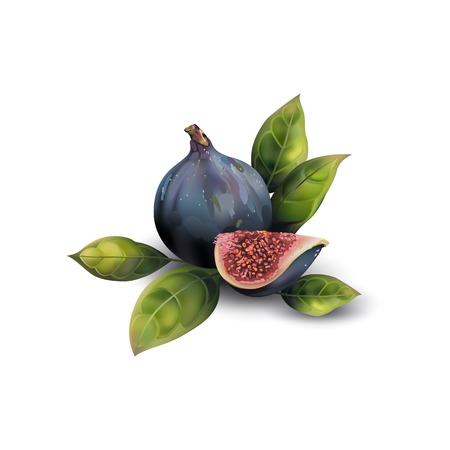 Realistic dark blue figs on a white background. Realistic halves of figs.のイラスト素材