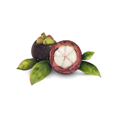 Image of realistic mangosteen on white background with leaves.のイラスト素材