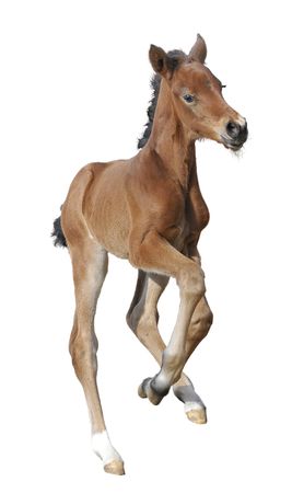 Newborn foal isolated on white, horse babyの写真素材