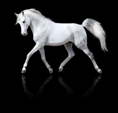 white horse runs trot, isolated on black backgroundの写真素材