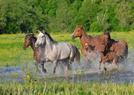 Horses run on water with splashes on a meadow
