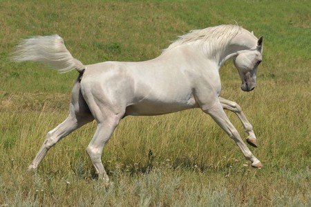 white arabian horse running gallop on the meadowの写真素材