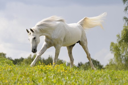 white horse run gallop on meadowの写真素材