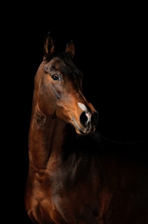 Portrait of a bay horse on a black backgroundの写真素材