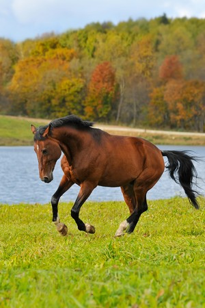 The bay horse in autumn runs gallopの写真素材