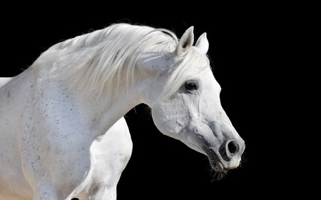 white arabian horse stallion portrait isolated on blackの写真素材